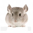 /album/fotogalerie-fotogalerie/chinchilla-d-jpg/